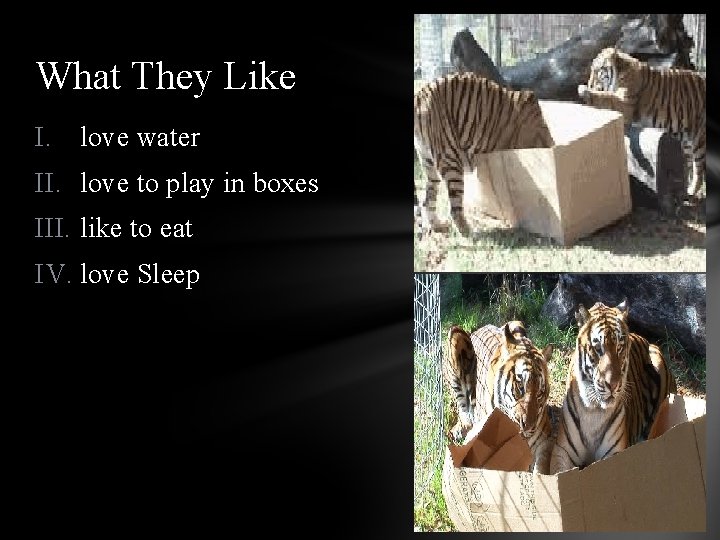 What They Like I. love water II. love to play in boxes III. like