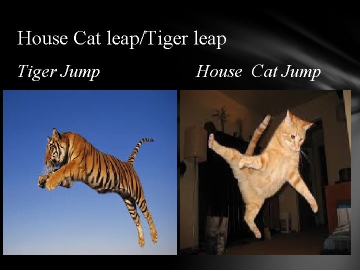 House Cat leap/Tiger leap Tiger Jump House Cat Jump 