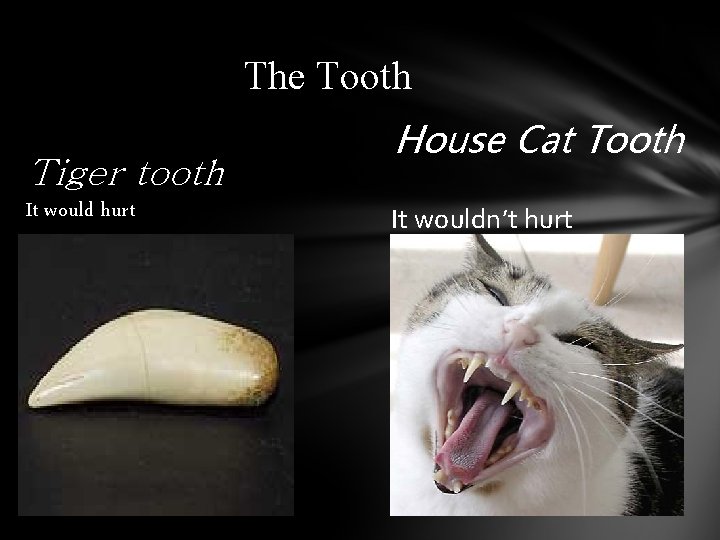 The Tooth Tiger tooth It would hurt House Cat Tooth It wouldn’t hurt 