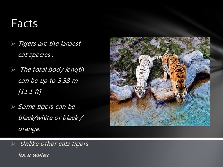 Facts Ø Tigers are the largest cat species. Ø The total body length can