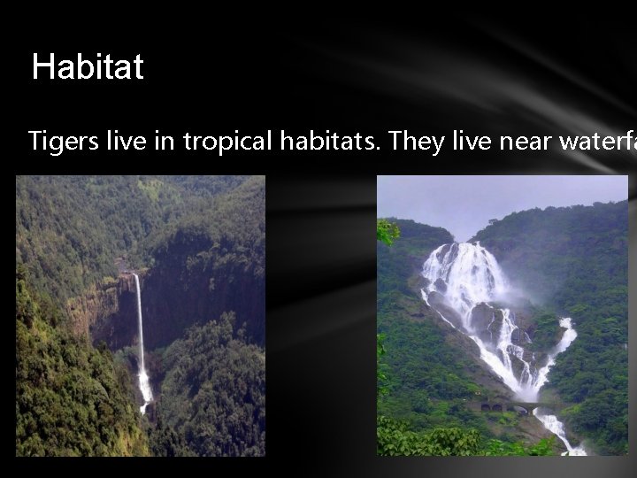 Habitat Tigers live in tropical habitats. They live near waterfa 