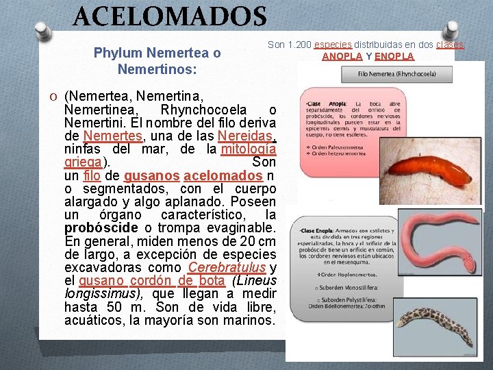 ACELOMADOS Phylum Nemertea o Nemertinos: O (Nemertea, Nemertina, Son 1. 200 especies distribuidas en