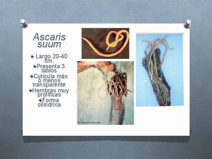  Ascaris suum Largo 20 -40 cm. Presenta 3 labios Cutícula más o menos