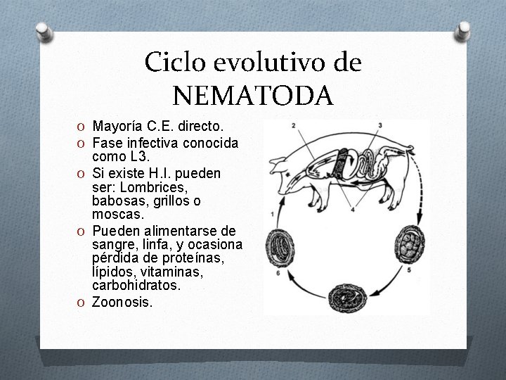 Ciclo evolutivo de NEMATODA O Mayoría C. E. directo. O Fase infectiva conocida como