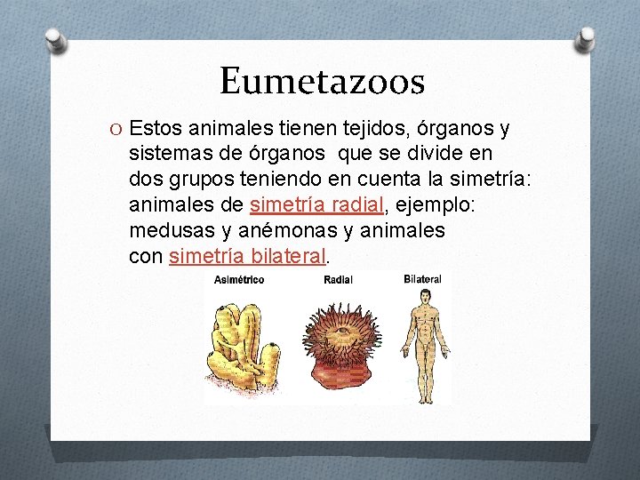 Eumetazoos O Estos animales tienen tejidos, órganos y sistemas de órganos que se divide