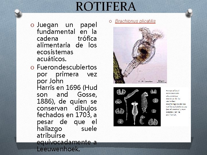 ROTIFERA O Juegan un papel fundamental en la cadena trófica alimentaria de los ecosistemas