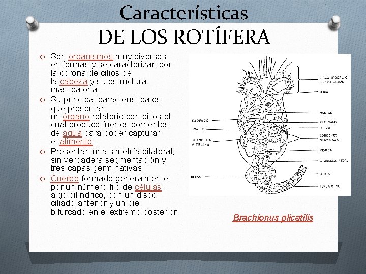 Características DE LOS ROTÍFERA O Son organismos muy diversos en formas y se caracterizan