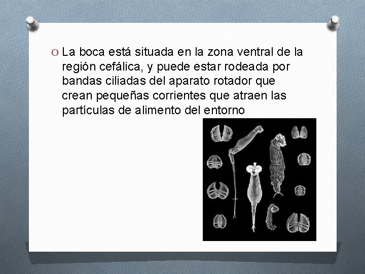 O La boca está situada en la zona ventral de la región cefálica, y