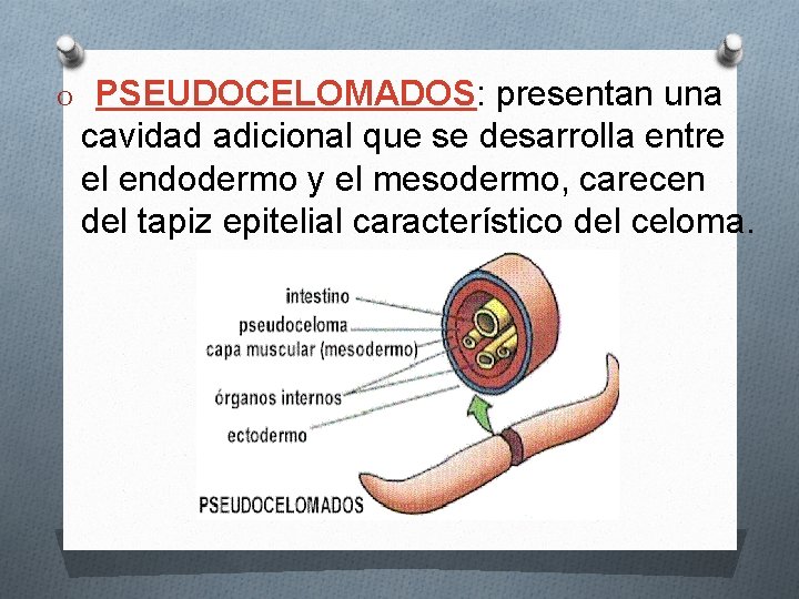O PSEUDOCELOMADOS: presentan una cavidad adicional que se desarrolla entre el endodermo y el