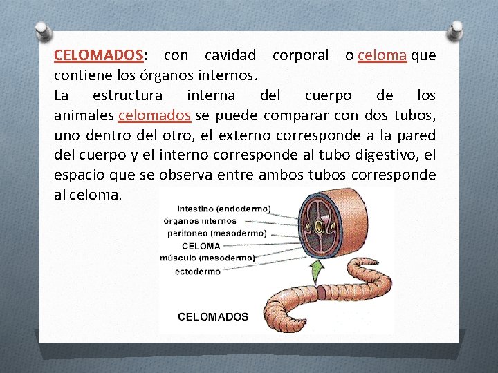 CELOMADOS: con cavidad corporal o celoma que contiene los órganos internos. La estructura interna