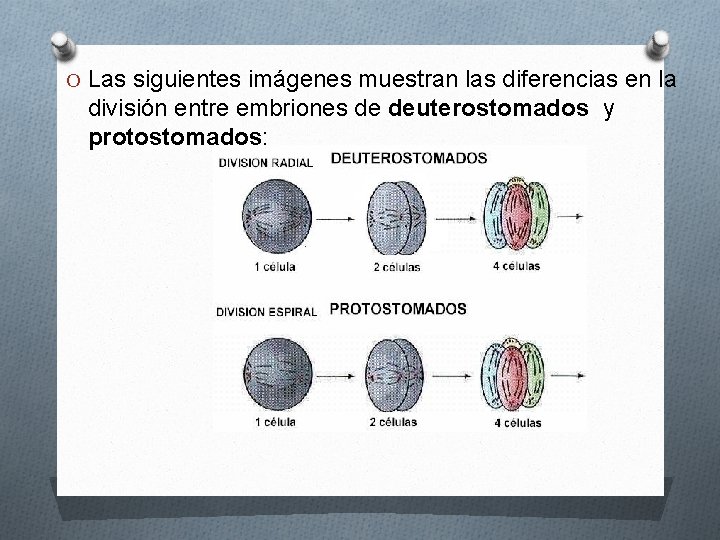 O Las siguientes imágenes muestran las diferencias en la división entre embriones de deuterostomados