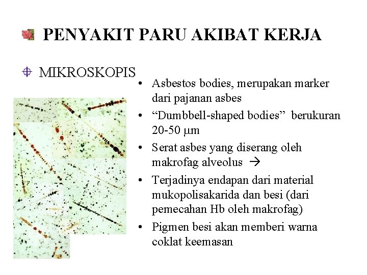 PENYAKIT PARU AKIBAT KERJA MIKROSKOPIS • Asbestos bodies, merupakan marker dari pajanan asbes •