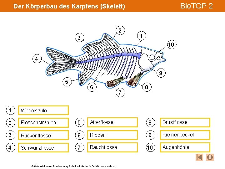 Bio. TOP 2 Der Körperbau des Karpfens (Skelett) 2 3 1 10 4 9