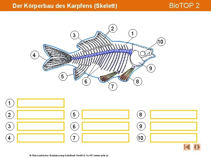 Bio. TOP 2 Der Körperbau des Karpfens (Skelett) 2 3 1 10 4 9