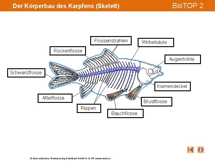 Bio. TOP 2 Der Körperbau des Karpfens (Skelett) Flossenstrahlen Wirbelsäule Rückenflosse Augenhöhle Schwanzflosse Kiemendeckel