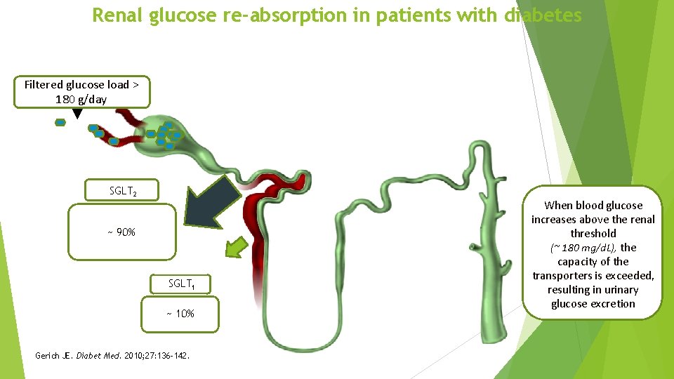 Renal glucose re-absorption in patients with diabetes Filtered glucose load > 180 g/day SGLT