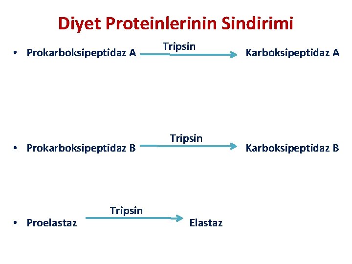 Diyet Proteinlerinin Sindirimi • Prokarboksipeptidaz A Tripsin Karboksipeptidaz A • Prokarboksipeptidaz B • Proelastaz