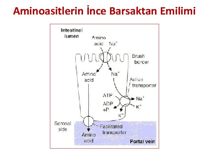 Aminoasitlerin İnce Barsaktan Emilimi 