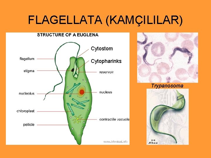 FLAGELLATA (KAMÇILILAR) Cytostom Cytopharinks Trypanosoma 