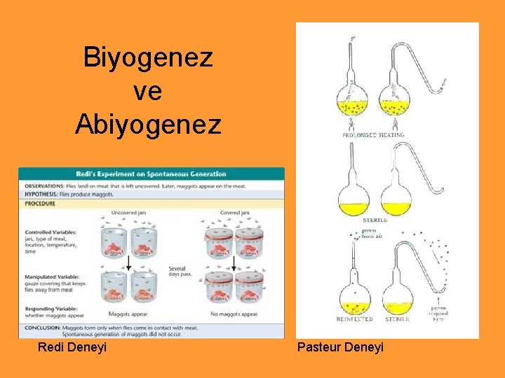 Biyogenez ve Abiyogenez Redi Deneyi Pasteur Deneyi 
