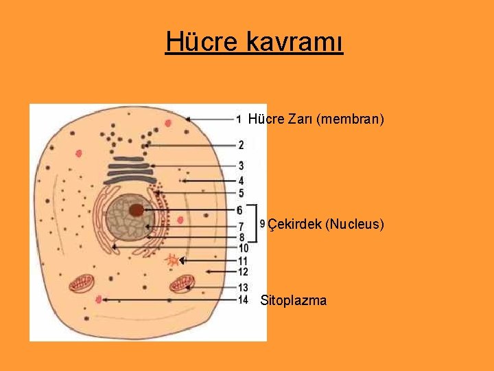 Hücre kavramı Hücre Zarı (membran) Çekirdek (Nucleus) Sitoplazma 