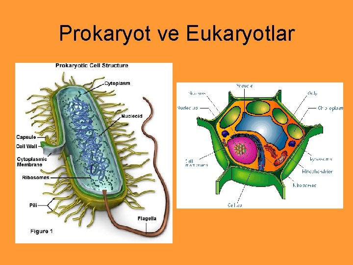 Prokaryot ve Eukaryotlar 