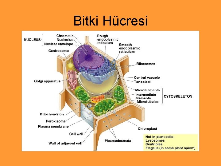 Bitki Hücresi 