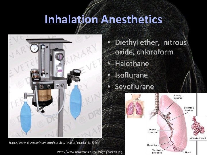 Inhalation Anesthetics • Diethyl ether, nitrous oxide, chloroform • Halothane • Isoflurane • Sevoflurane