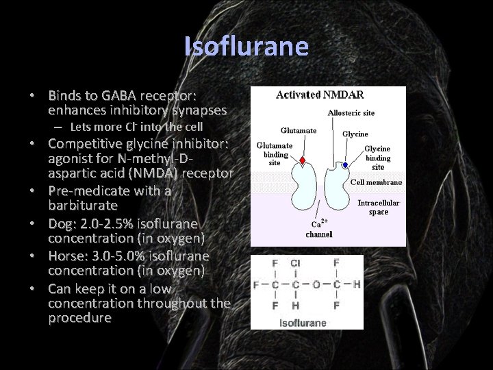 Isoflurane • Binds to GABA receptor: enhances inhibitory synapses – Lets more Cl- into