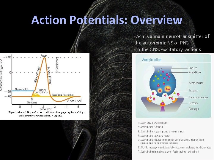 Action Potentials: Overview • Ach is a main neurotransmitter of the autonomic NS of