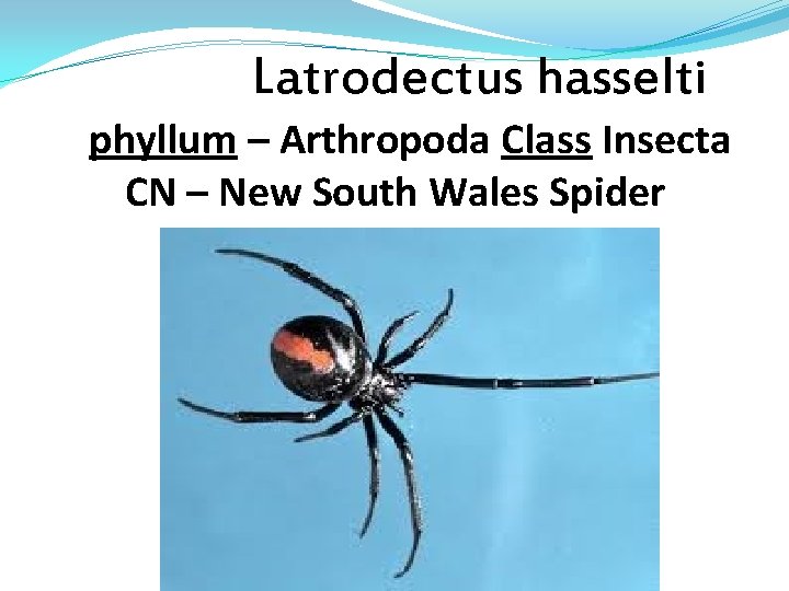 Latrodectus hasselti phyllum – Arthropoda Class Insecta CN – New South Wales Spider 
