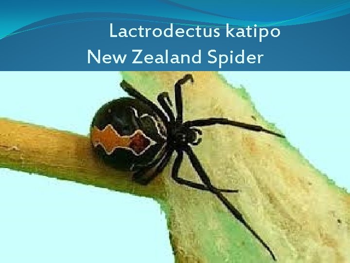 Lactrodectus katipo New Zealand Spider 
