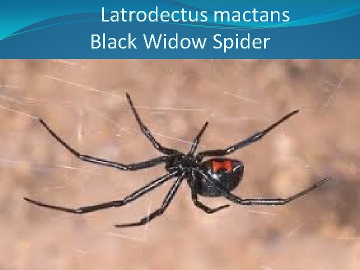 Latrodectus mactans Black Widow Spider 