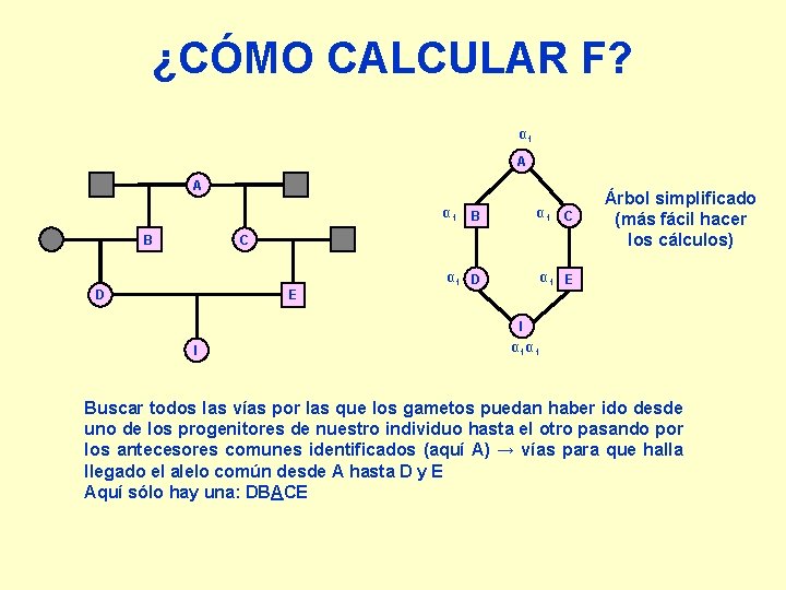 ¿CÓMO CALCULAR F? α 1 A A α 1 B C C B α