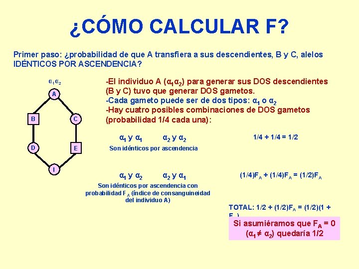 ¿CÓMO CALCULAR F? Primer paso: ¿probabilidad de que A transfiera a sus descendientes, B