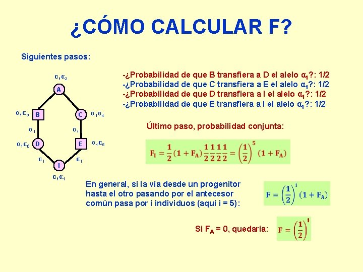 ¿CÓMO CALCULAR F? Siguientes pasos: -¿Probabilidad de que B transfiera a D el alelo