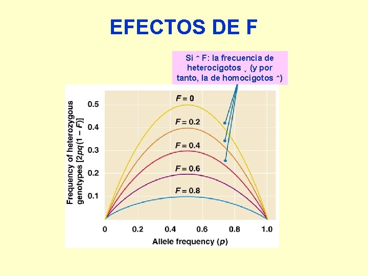 EFECTOS DE F Si ↑ F: la frecuencia de heterocigotos ↓ (y por tanto,