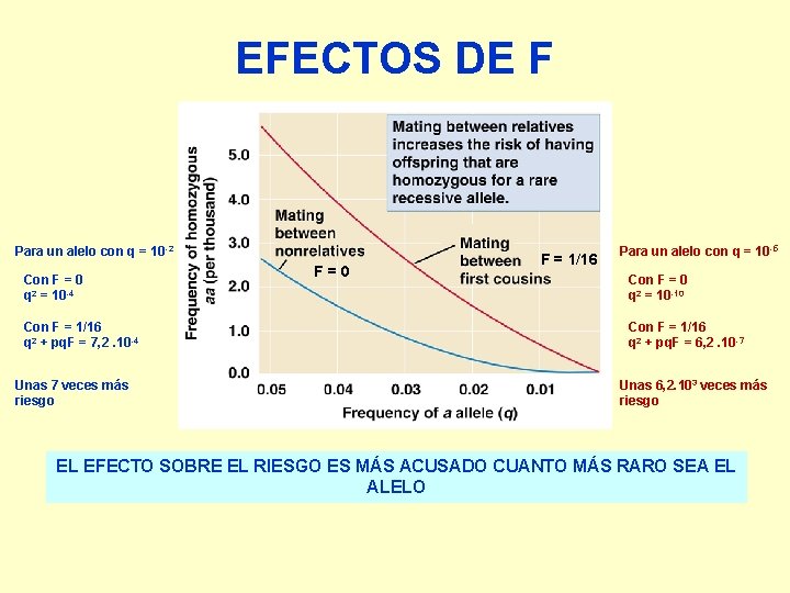 EFECTOS DE F Para un alelo con q = 10 -2 Con F =