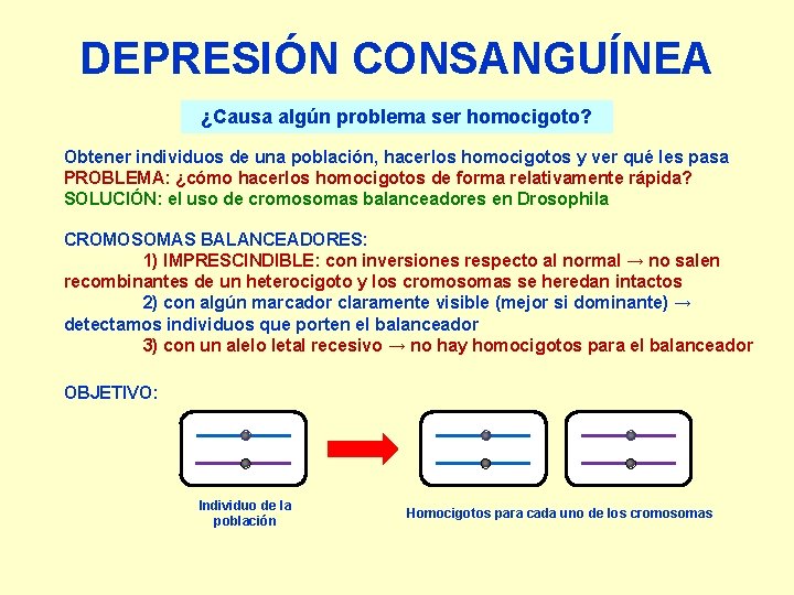 DEPRESIÓN CONSANGUÍNEA ¿Causa algún problema ser homocigoto? Obtener individuos de una población, hacerlos homocigotos