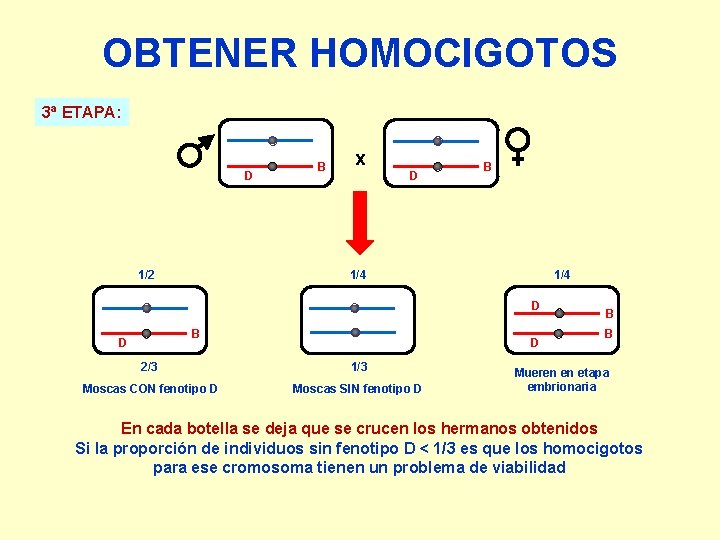 OBTENER HOMOCIGOTOS 3ª ETAPA: D 1/2 B x D B 1/4 D B D