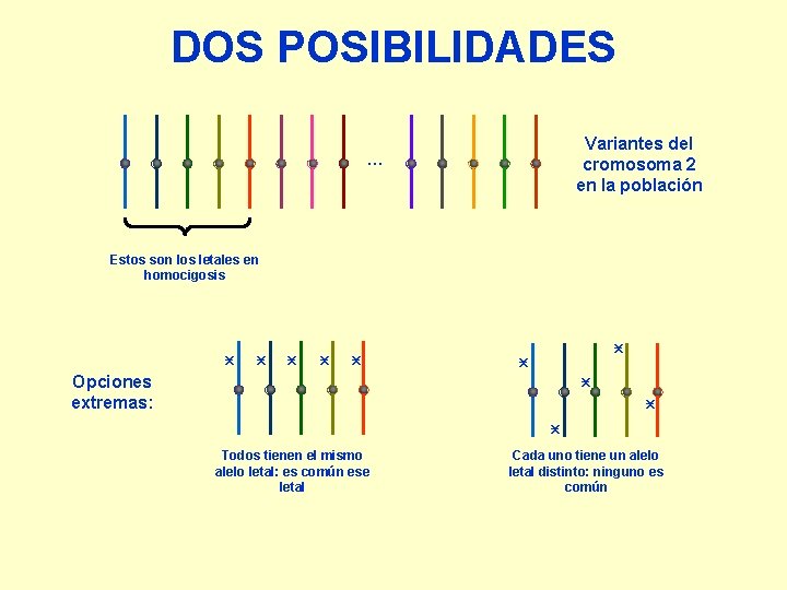 DOS POSIBILIDADES Variantes del cromosoma 2 en la población … Estos son los letales