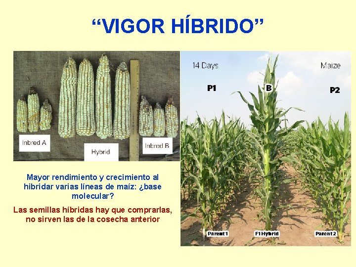 “VIGOR HÍBRIDO” Mayor rendimiento y crecimiento al hibridar varias líneas de maíz: ¿base molecular?