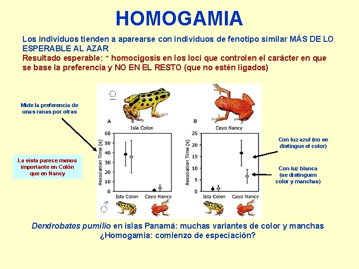 HOMOGAMIA Los individuos tienden a aparearse con individuos de fenotipo similar MÁS DE LO