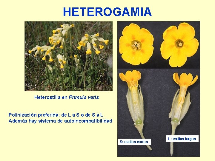 HETEROGAMIA Heterostilia en Primula veris Polinización preferida: de L a S o de S