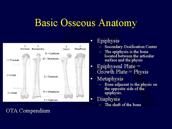 Basic Osseous Anatomy • Epiphysis – Secondary Ossification Center – The epiphysis is the