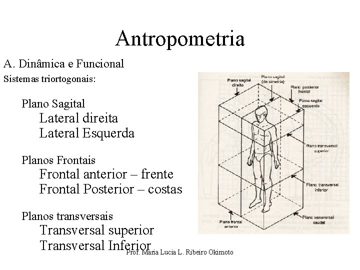 Antropometria A. Dinâmica e Funcional Sistemas triortogonais: Plano Sagital Lateral direita Lateral Esquerda Planos