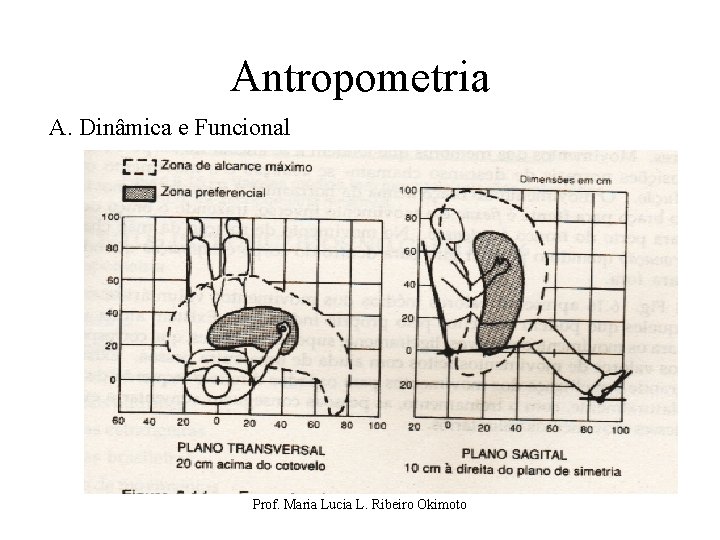 Antropometria A. Dinâmica e Funcional Prof. Maria Lucia L. Ribeiro Okimoto 