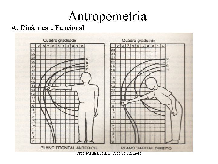 Antropometria A. Dinâmica e Funcional Prof. Maria Lucia L. Ribeiro Okimoto 