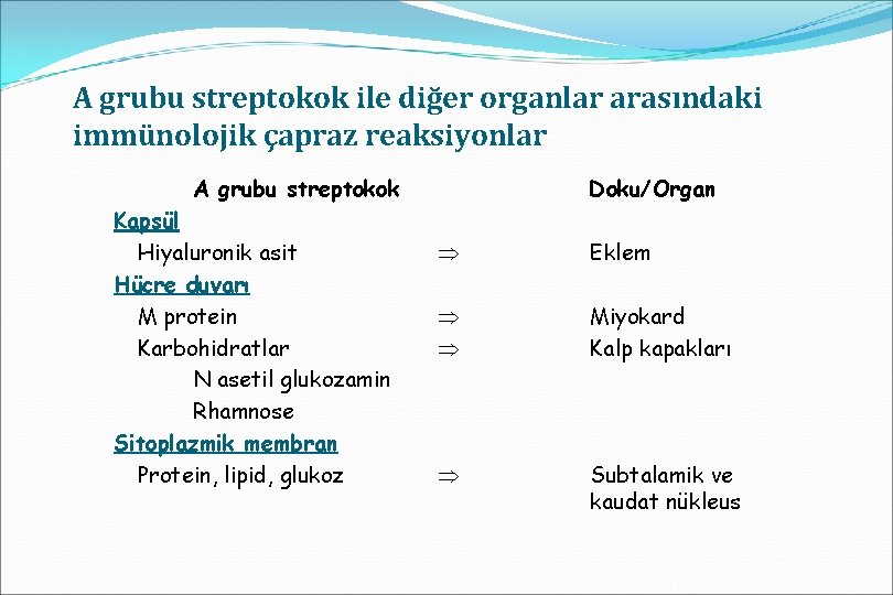 A grubu streptokok ile diğer organlar arasındaki immünolojik çapraz reaksiyonlar A grubu streptokok Kapsül