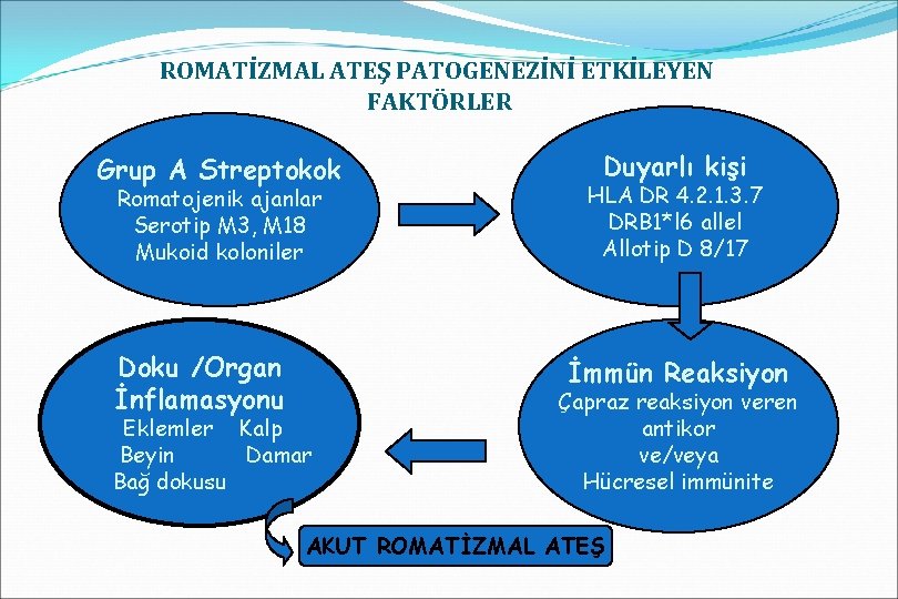 ROMATİZMAL ATEŞ PATOGENEZİNİ ETKİLEYEN FAKTÖRLER Grup A Streptokok Romatojenik ajanlar Serotip M 3, M